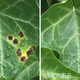 Image for article titled iPhone 6s Camera Review: Apple Is No Longer the King of Mobile Photos